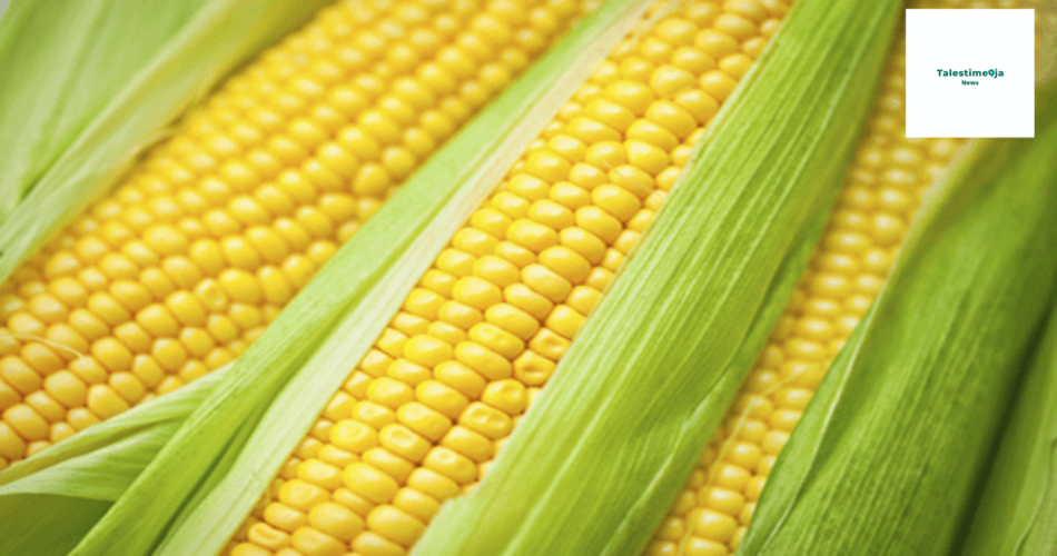 TELA Maize Nigeria